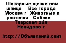 Шикарные щенки пом шпица  - Все города, Москва г. Животные и растения » Собаки   . Тверская обл.,Нелидово г.